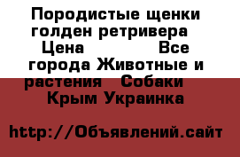 Породистые щенки голден ретривера › Цена ­ 25 000 - Все города Животные и растения » Собаки   . Крым,Украинка